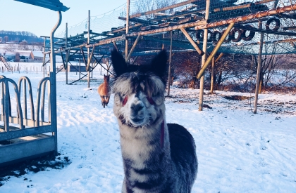 ❄️ Ons winteraanbod ❄️